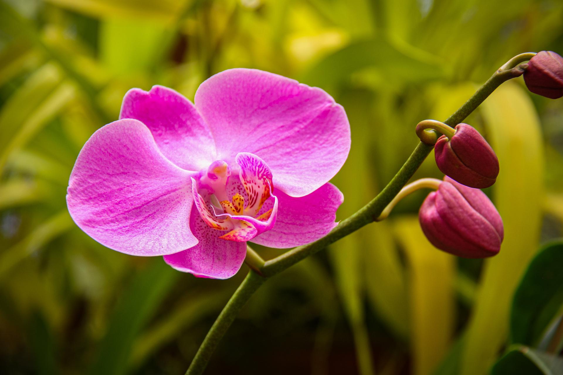 17 Types of Most Attractive Tropical Flowers ·